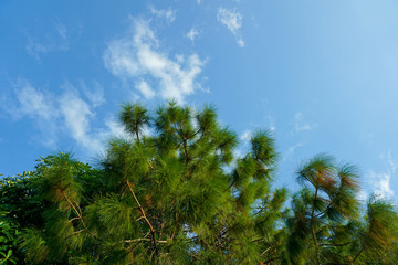 Pine branch on blue sky