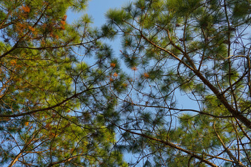 Beautiful pine branch on background blue sky