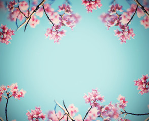 Obraz na płótnie Canvas Pink cherry blossoms flower in full bloom over blue sky, vintage filter effect.