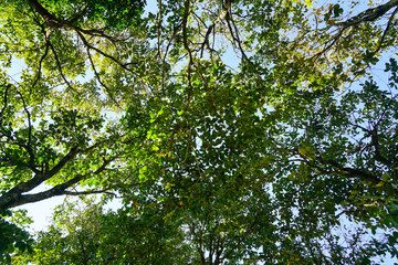 View from under a tree.