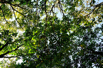 tree branch with leaves