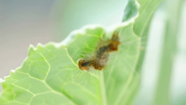 Caterpillar eating chinese kale leaf