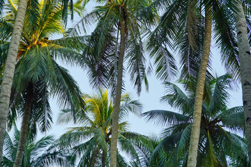 Fototapeta na wymiar Coconut tree is a tall green tree brown.