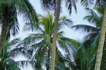 Coconut tree is a tall green tree brown.