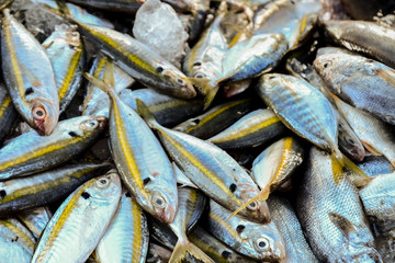 Fresh raw Mackerel fish in the market