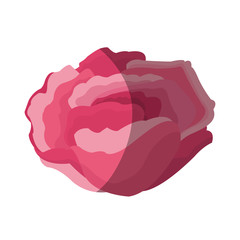 beautiful flower icon over white background. colorful design. vector illustration