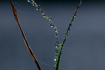 Fresh green grass with dew drops closeup. Nature Background