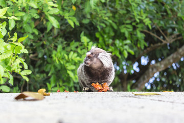 Sagui eating fruit, Rio de Janeiro, Brazil
