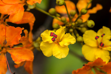 Orange Flower in the Rain Forest