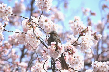 咲き始めのソメイヨシノとヒヨドリ