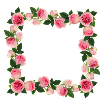 Pink rose flowers and buds frame