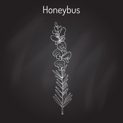 Fototapeta na wymiar Honeybush Cyclopia intermedia , or Heuningbos, tea plant.