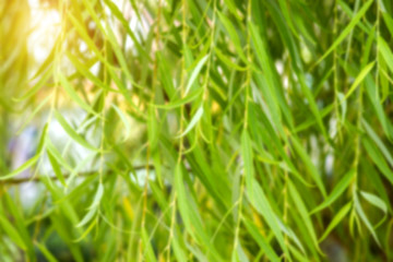 Weeping Willow branches on the nature.