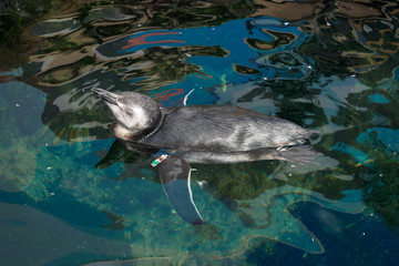 Sleeping pinguin floating on the water