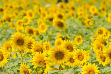 sunflowers field