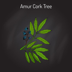 Amur cork tree phellodendron amurense , chinese medicinal plant