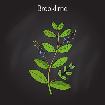 Brooklime Veronica beccabunga , European speedwell, medicinal plant
