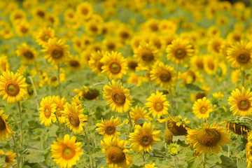 sunflowers field