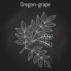 Oregon grape Mahonia aquifolium 