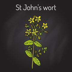 St. John s wort Hypericum perforatum , medicinal plant