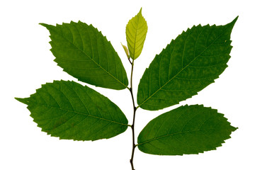 Green leaf on white