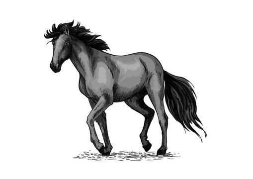 Horse sketch of black arabian stallion