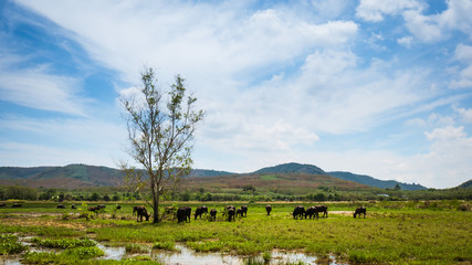 Fototapeta premium Herd of buffalo grazing in the swamp