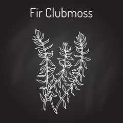 Fir clubmoss Huperzia serrata , northern firmoss, medicinal plant