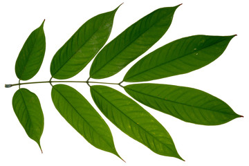 Fototapeta premium Green leaf on white