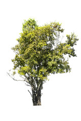 Big tree on white background