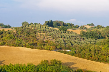 Fototapeta na wymiar Autumn countryside with olive grove and arable land near Siena in Tuscany, Italy
