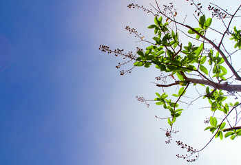freshness leaves on blue sky and sunlight background