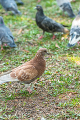 Beautiful Pigeon bird walking on grass in the square. Curious pigeons standing on the grass in a city park. Funny pigeons walking and flying