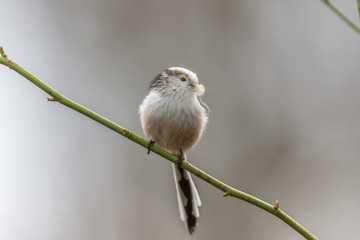 Schwanzmeise bei nestbau