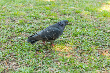 Beautiful Pigeon bird walking on grass in the square. Curious pigeons standing on the grass in a city park. Funny pigeons walking and flying