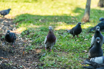 Beautiful Pigeon bird walking on grass in the square. Curious pigeons standing on the grass in a city park. Funny pigeons walking and flying