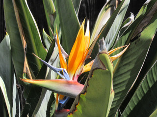 Birds of paradise