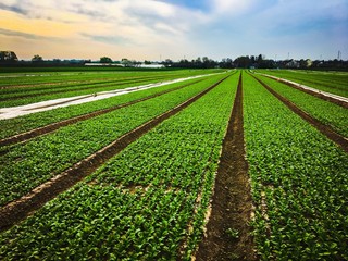 Obraz premium vegetables farmland