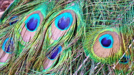 Fototapeta premium Peacock feather. Eilat. Israel