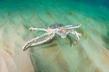 King crab on the seabed