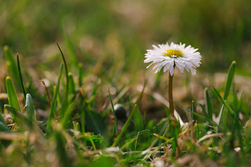 Fresh spring grass with flowers on a sunny day with natural blurred background