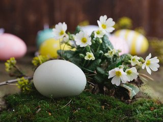 Natural Easter eggs in a mossy forest.