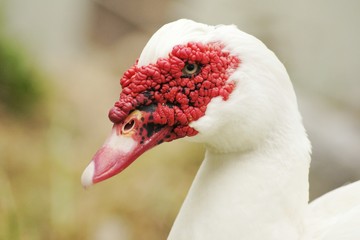Red Face Duck