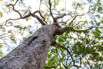Fototapeta na wymiar Prehistoric Tree Views on Fraser Island, Queensland, Australia