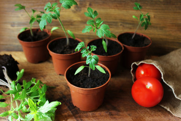 Young tomato seedlings on wooden backdround. Gardening concept.