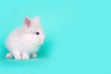 Spring and Easter concept image. Front view of one white bunny rabbit sitting on its paws, over a light blue mint background. High resolution studio image with copy-space.
