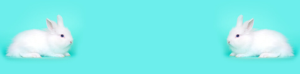 Spring and Easter concept image. Front view of one white bunny rabbit sitting on its paws, over a light blue mint background. High resolution studio image with copy-space.