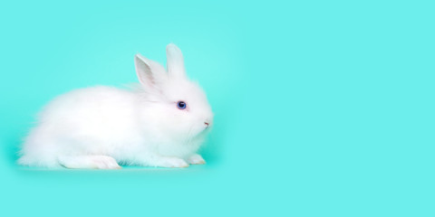 Spring and Easter concept image. Front view of one white bunny rabbit sitting on its paws, over a light blue mint background. High resolution studio image with copy-space.