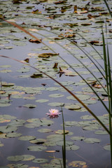 Water Lily in Hamilton lake, New Zealand