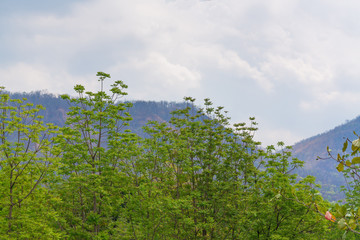 Sky above the trees in the forest with mountain background.